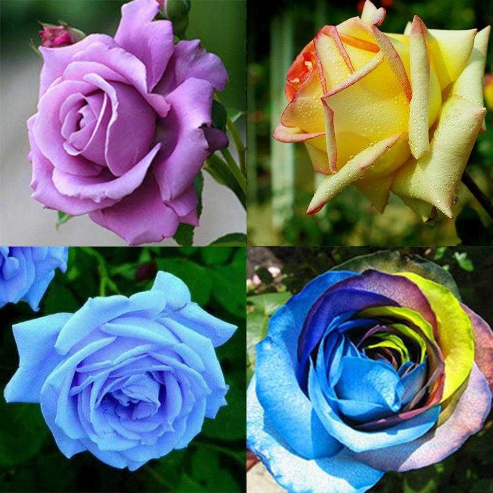 Rose Flower Seeds