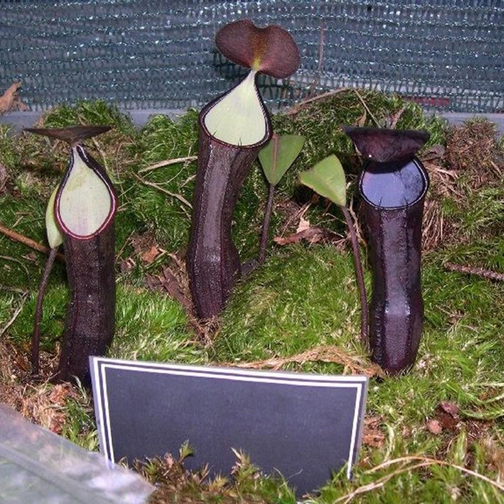 Nepenthes Fusca Seeds