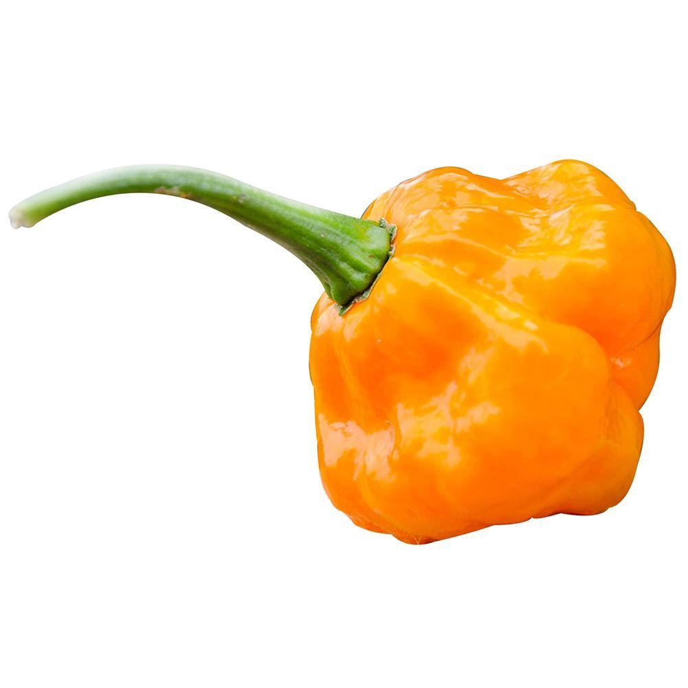 Yellow Pepper Heirloom