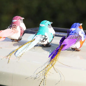 Feather Colroful Birds