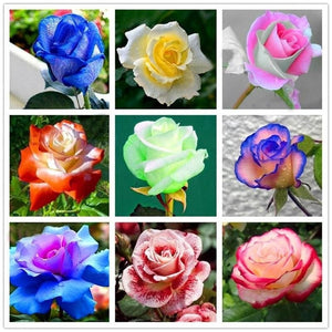 Rose Flower Seeds