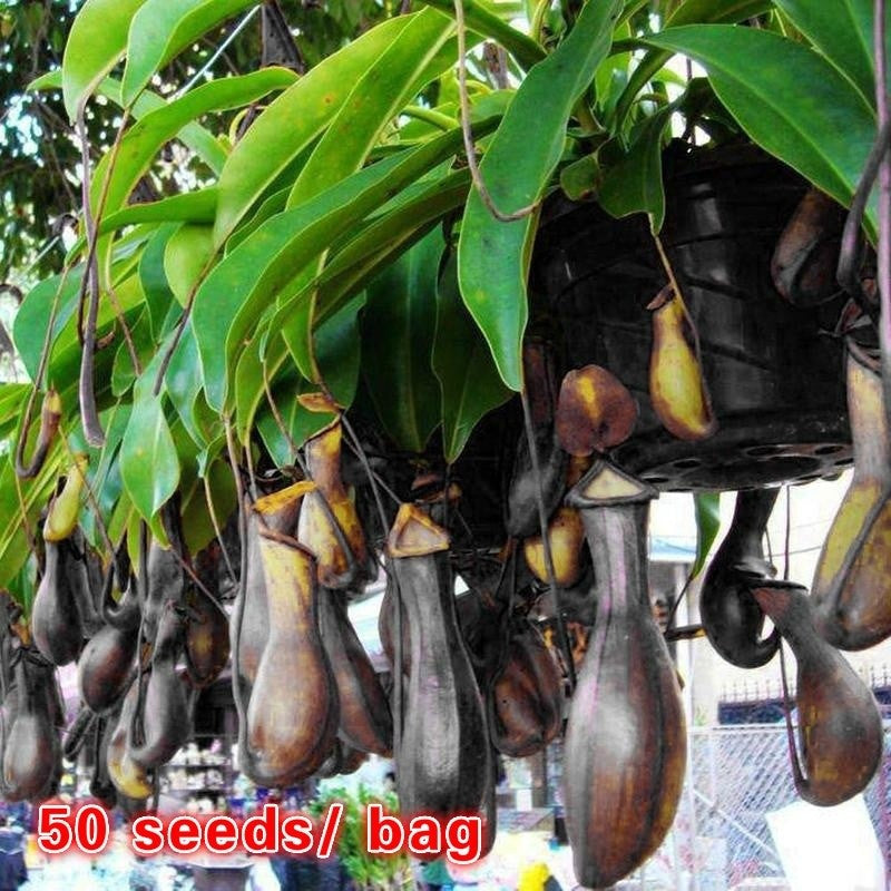 Nepenthes Fusca Seeds