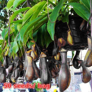 Nepenthes Fusca Seeds