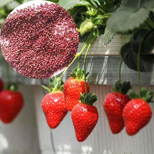 Strawberry Seeds Edible
