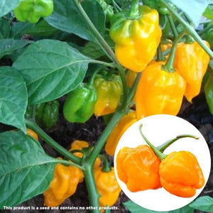Yellow Pepper Heirloom